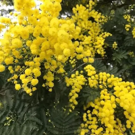 Ferienhaus Cosy Mezzanine 2 Personnes De Mardi Gras Le Vieil *