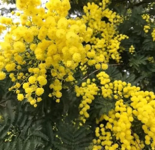 Vakantiehuis Cosy Mezzanine 2 Personnes De Mardi Gras Le Vieil *